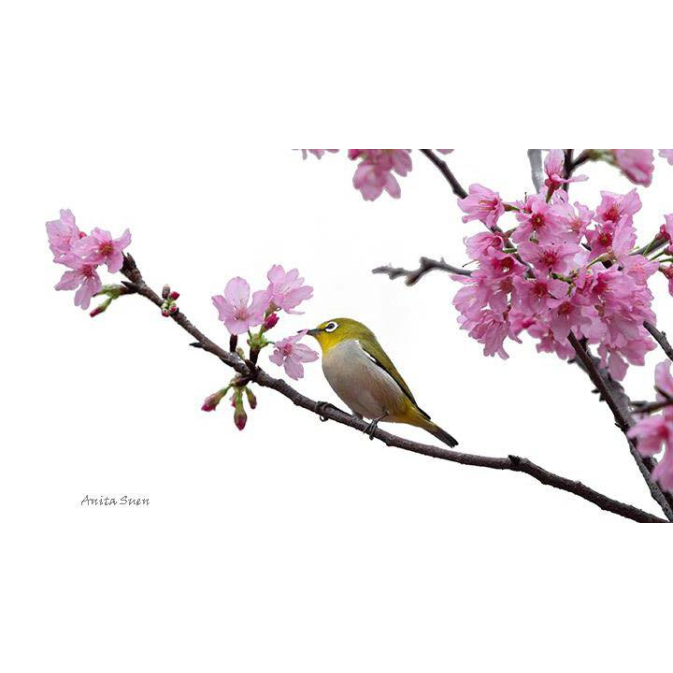 花團錦簇看花