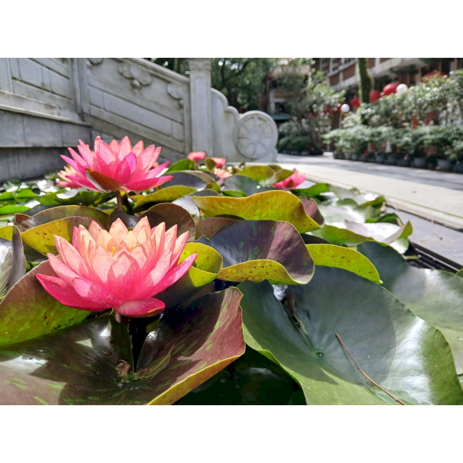 lotus