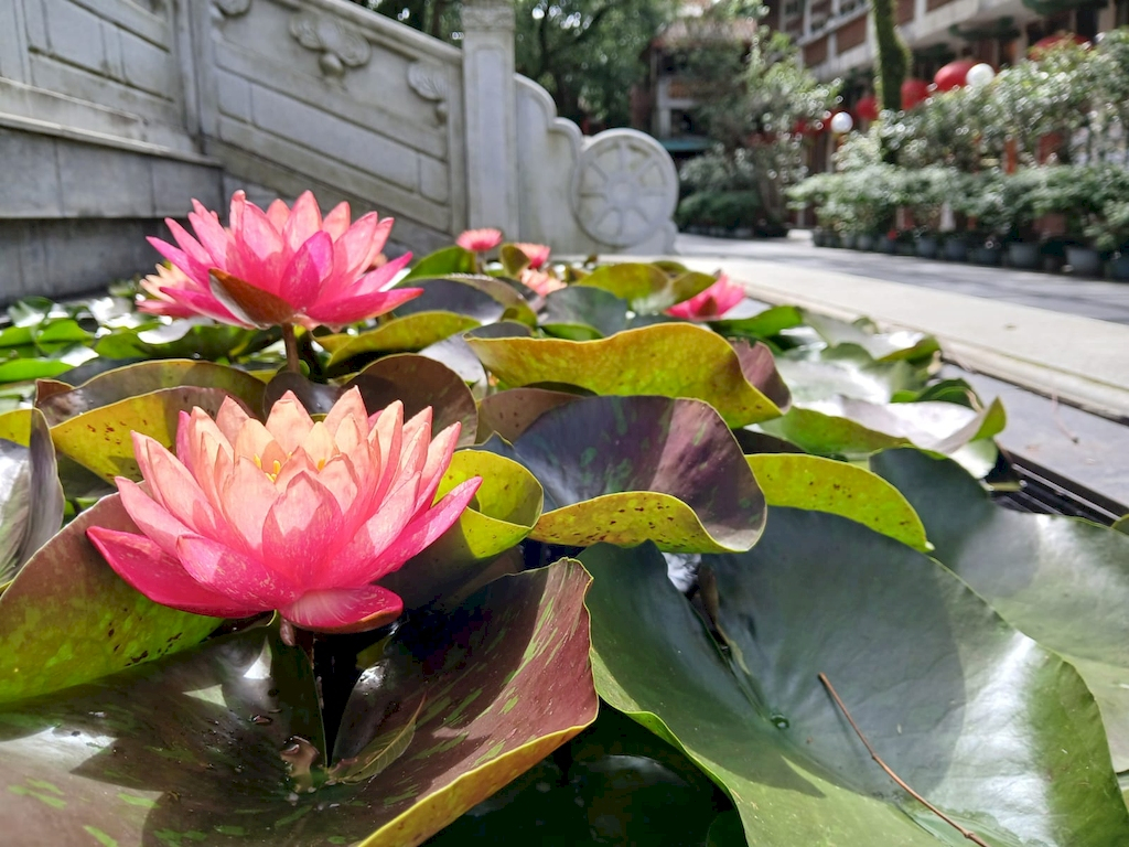 本页图片/档案 - lotus