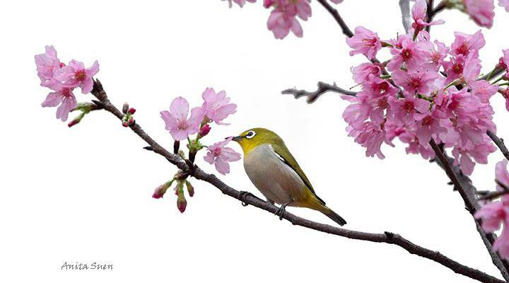 花團錦簇看花