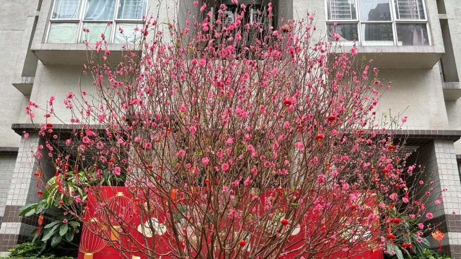 桃花